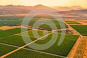 Montenegro vineyards field - aerial photo