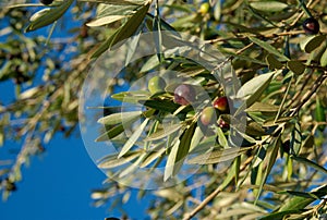 Montepulciano Olives, Italy photo
