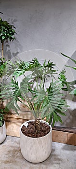 Montera Philodendron House Plants