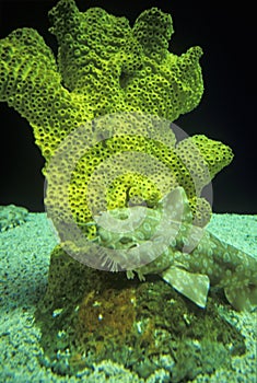 Monterey Aquarium, Monterey, CA