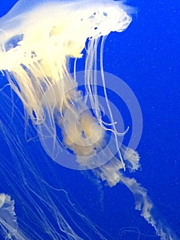 Monterey Bay Aquarium California