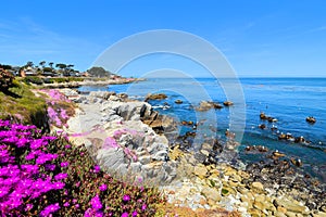 Monterey Bay, California with flowers and rocky shoreline, USA