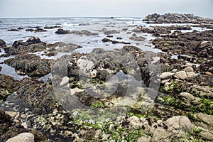 Monterey Bay Coastal Scenery