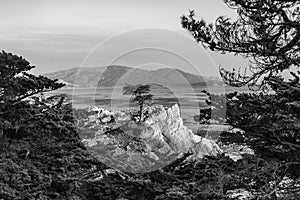 lonely cypress tree in California