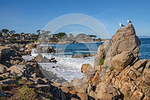 Monterey California shoreline landscape and birds