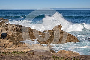 Monterey California shoreline landscape and birds