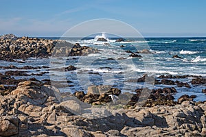 Monterey California shoreline landscape and birds