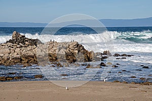 Monterey California shoreline landscape and birds