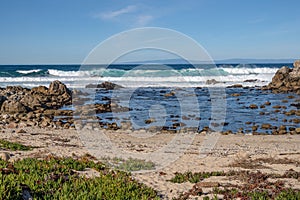 Monterey California shoreline landscape and birds