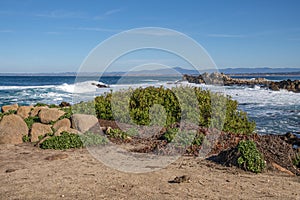 Monterey California shoreline landscape and birds