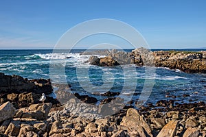 Monterey California shoreline landscape and birds