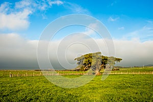 Monterey Cypress