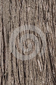 Monterey cypress bark background and texture