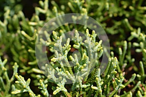 Monterey Cypress Goldcrest