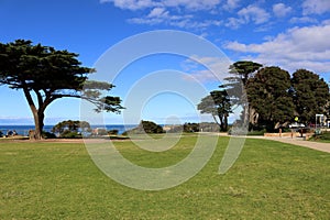 Monterey cypress trees (Hesperocyparis macrocarpa) in Torquay (Australia) : (pix Sanjiv Shukla)