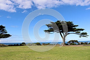 Monterey cypress trees (Hesperocyparis macrocarpa) in Torquay (Australia) : (pix Sanjiv Shukla)