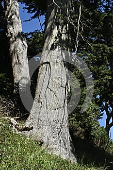 Monterey Cypress Strawberry Hill Golden Gate Park 1 photo