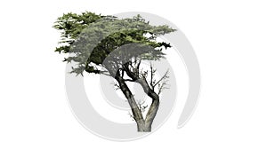 Monterey Cypress tree