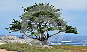 Monterey Cypress Tree in Pacific Grove