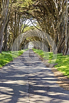 Monterey cypress tree tunnel