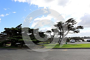 Monterey cypress trees (Hesperocyparis macrocarpa) in Torquay (Australia) : (pix Sanjiv Shukla)