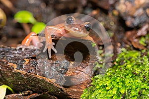 A Monterey Ensatina on a log in the Angeles National Forest outside Los Angeles