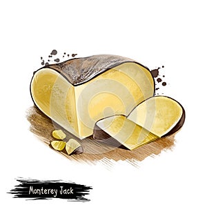 Monterey Jack cheese digital art illustration isolated on white background. Fresh dairy product, healthy organic food in
