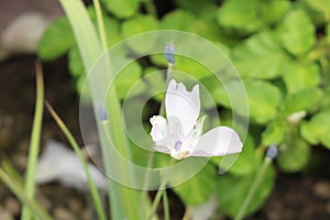 Monterey Mariposa Lily flower - Calochortus Uniflorus