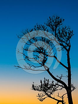 Silhouette Tree against sky vertical
