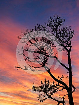Silhouette Tree against sky vertical