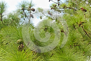 Monterey Pine Cones And Needles Pinus radiata