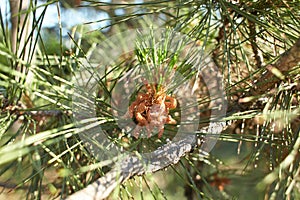 Monterey Pine Tree (Pinus radiata) in a Woodland Landscape