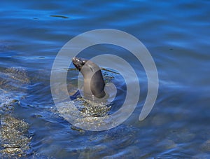 Monterey Seal