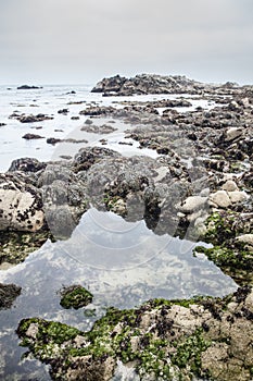 Monterey Tide Pool