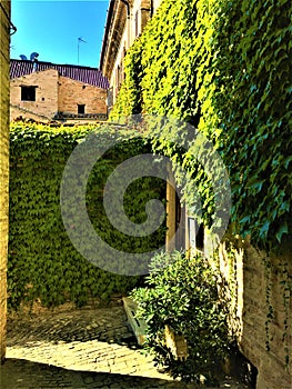 Monterubbiano town, Fermo province, Marche region, Italy. Narrow street, path, ivy and magic