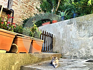 Monterubbiano town, Fermo province, Marche region, Italy. Plants, cat and splenid corner