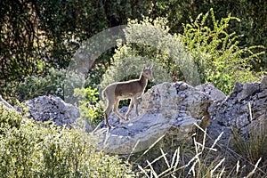 Montesa goat breeding in Granada, Cahorros way