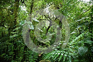 Monteverde cloud forest, costa rica