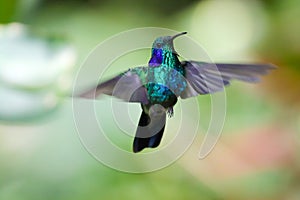 Monteverde Cloud Forest Hummingbird - Green Violetear