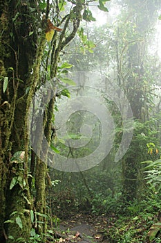 Monteverde Cloud Forest Nature Preserve - Costa Ri photo