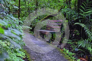 Monteverde Cloud Forest Reserve, views of hiking path, plants and trees, Costa Rica within the Puntarenas and Alajuela provinces.