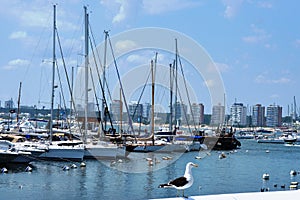 Montevideo Port - Uruguay photo
