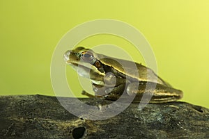 Montevideo Treefrog, Hyla Pulchela, La Pampa,