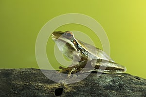 Montevideo Treefrog, Hyla Pulchela, La Pampa,