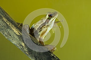 Montevideo Treefrog, Hyla Pulchela, La Pampa,