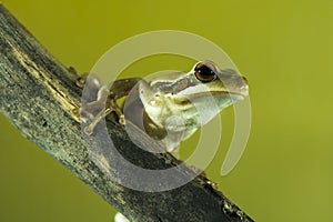 Montevideo Treefrog, Hyla Pulchela, La Pampa,