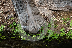 Montezuma Castle and Well
