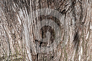 Montezuma cypress bark, wood texture and background