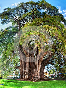 Montezuma cypress Tree of Tule, Mexico photo