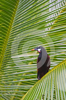 Montezuma Oropendola
